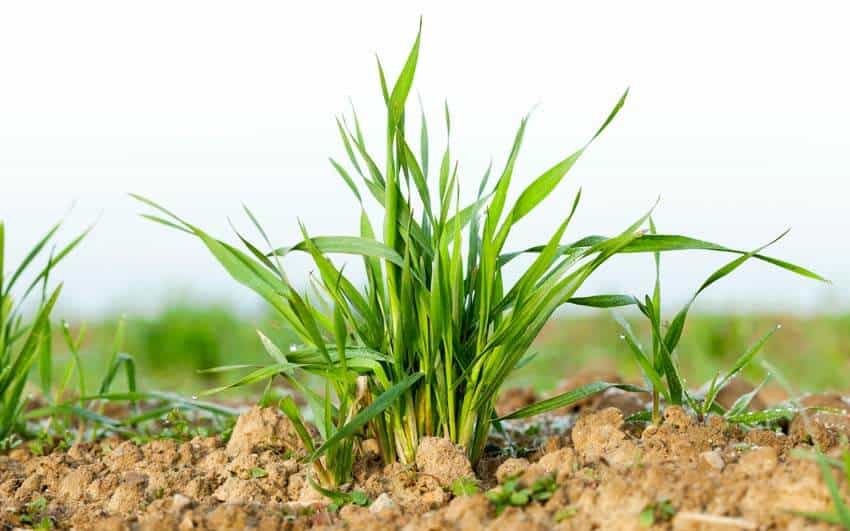 What Are The Health Benefits Of Wheatgrass