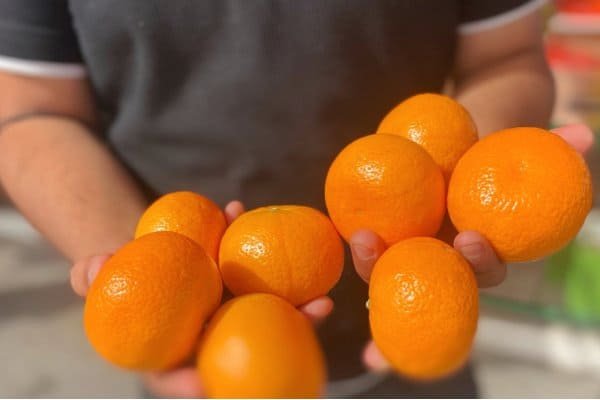 Large Bag of Organic Valencia Oranges
