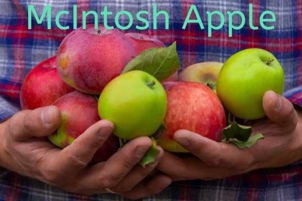 McIntosh apple