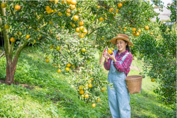 Satsuma oranges
