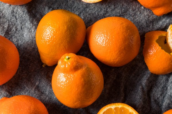 Tangelo oranges